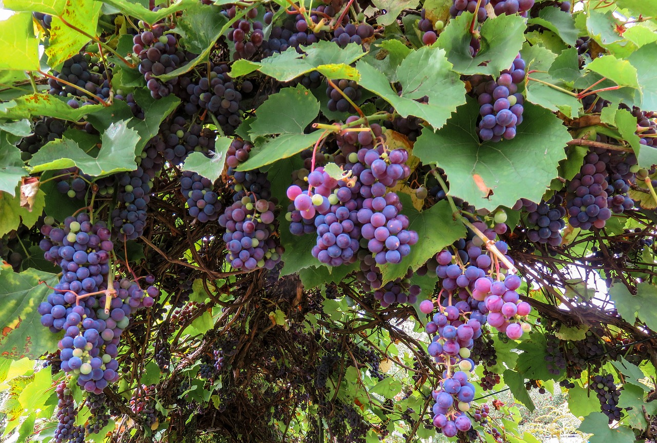autumn, grapes, grape