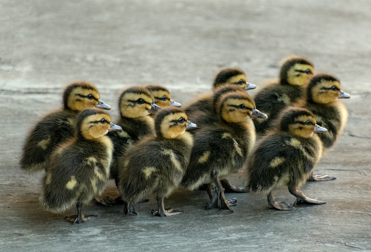 duckling, animal, young