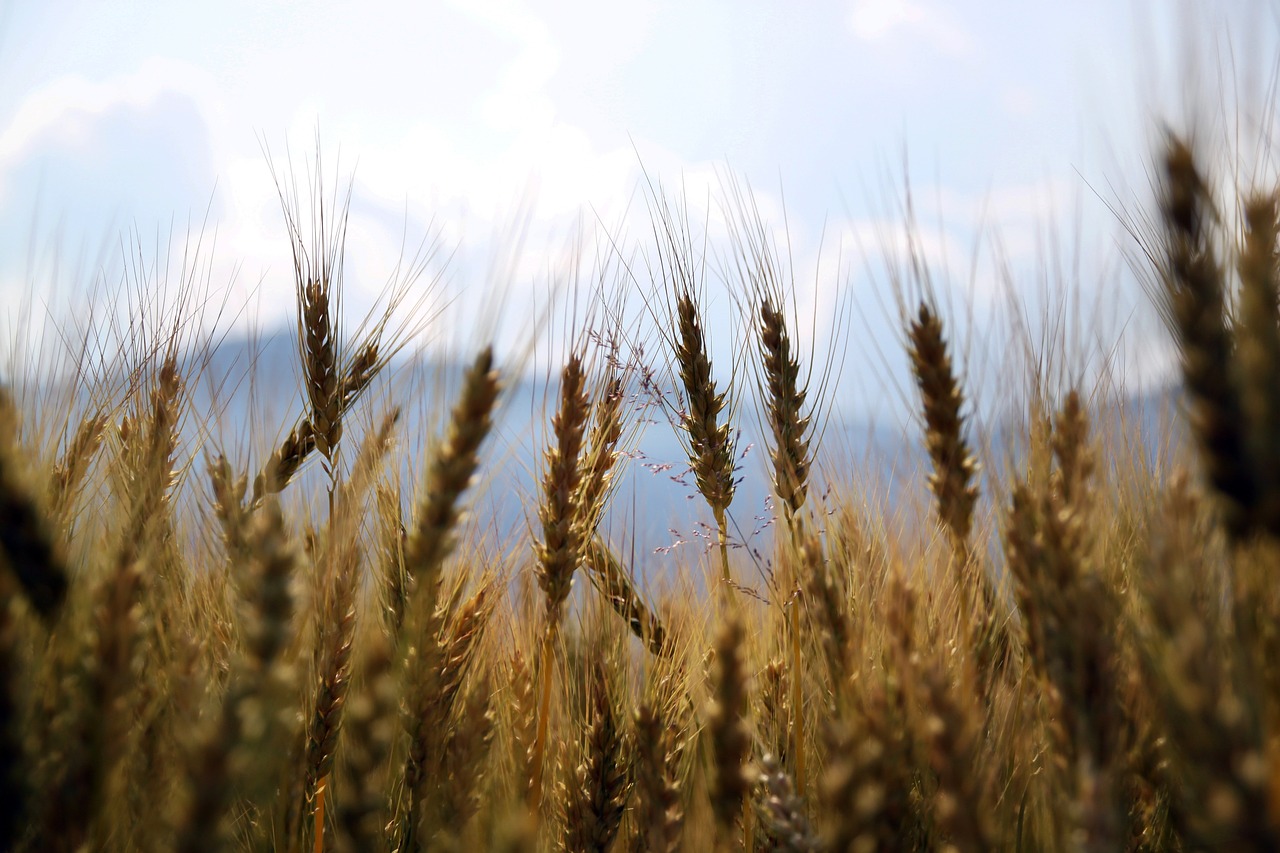 wheat, fields, crops