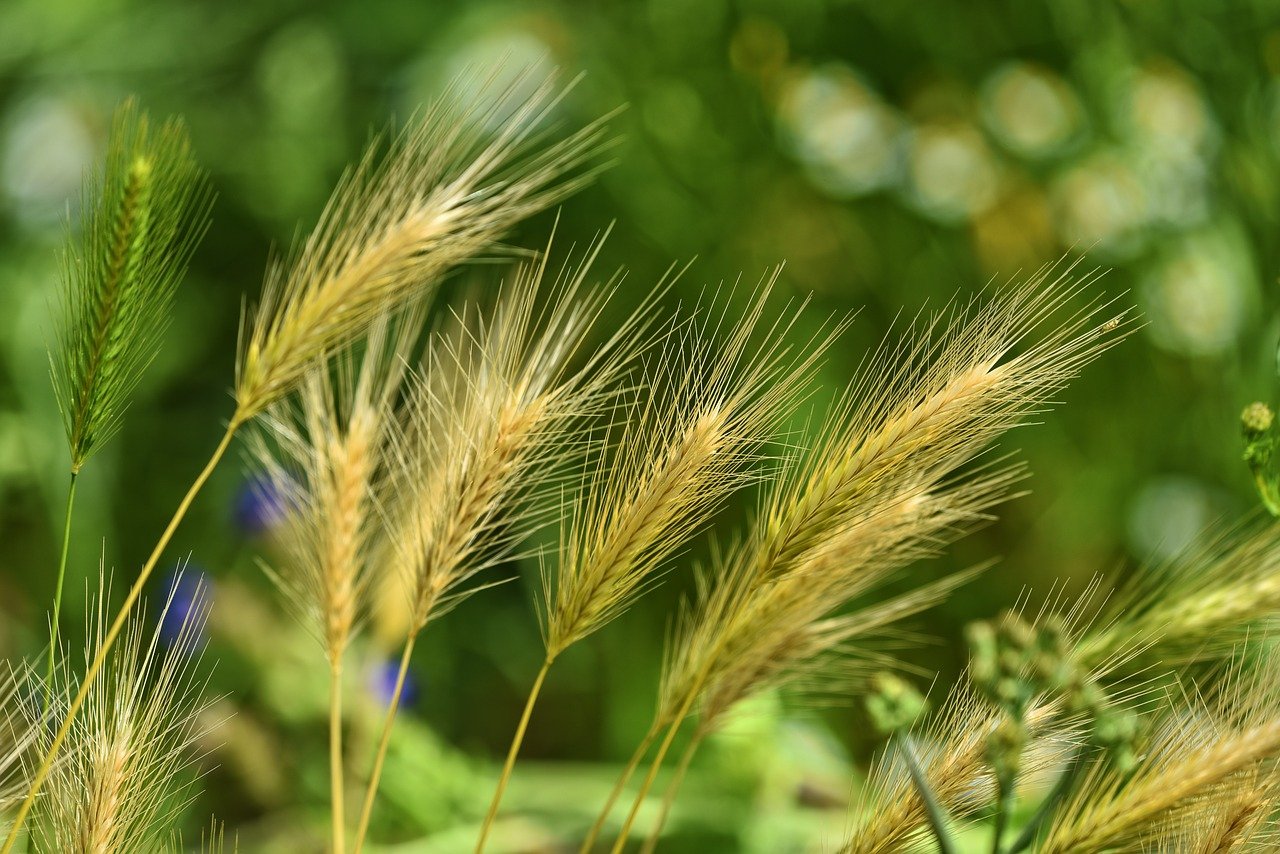 foxtail barley, grass, weed-3471611.jpg